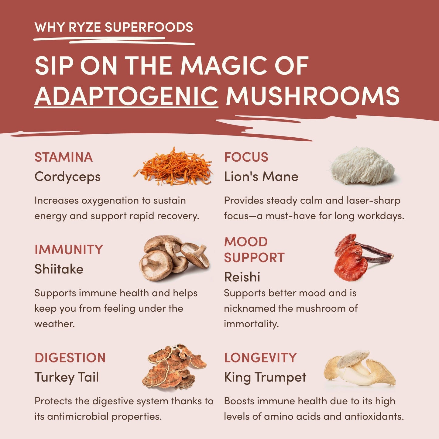 Mushroom Chicory (30 Servings) Smooth M047-063