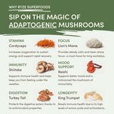 Mushroom Matcha (1 Pack - 30 Servings) Essential M047-099