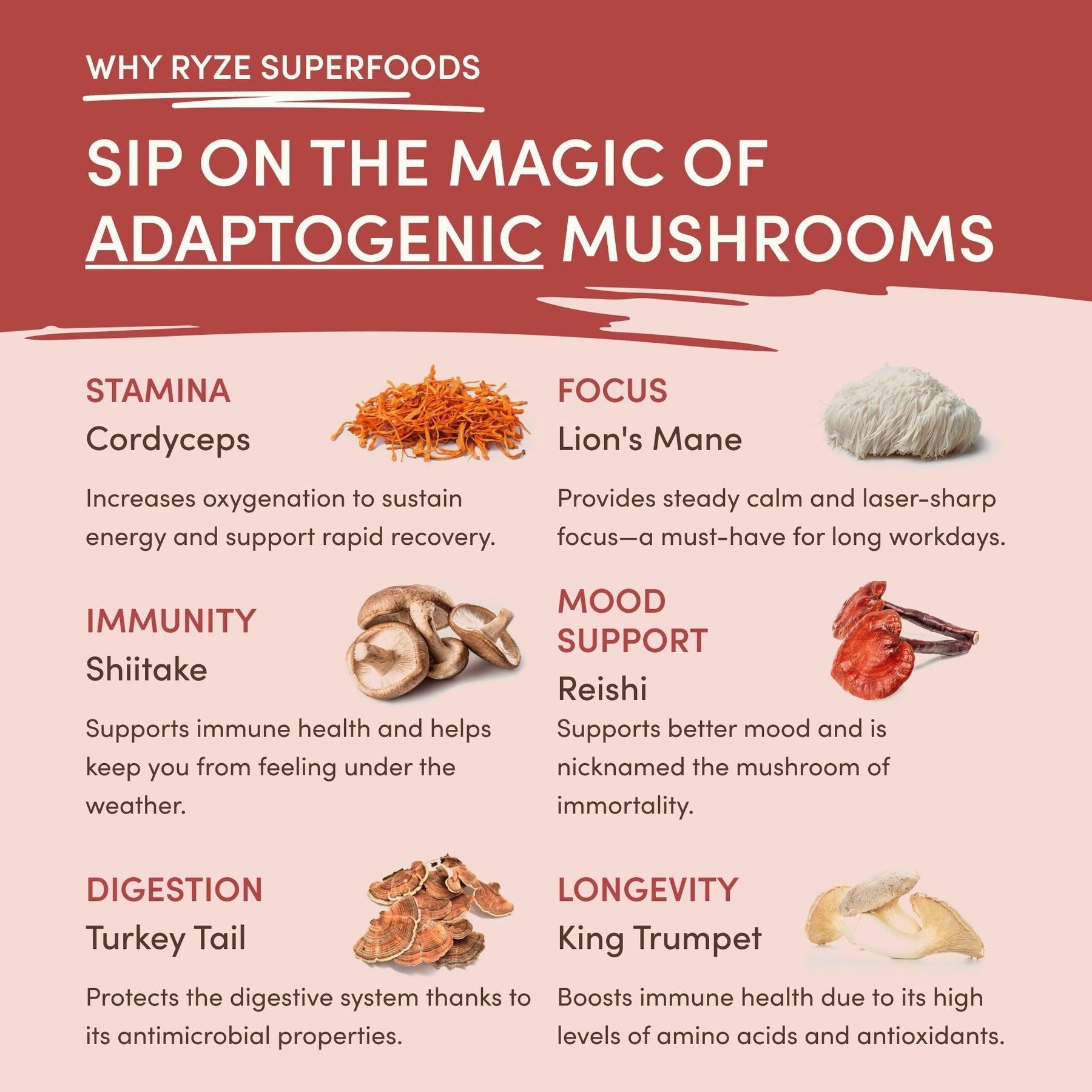 Mushroom Chai (1 Pack - 20 Servings) Classic M047-157
